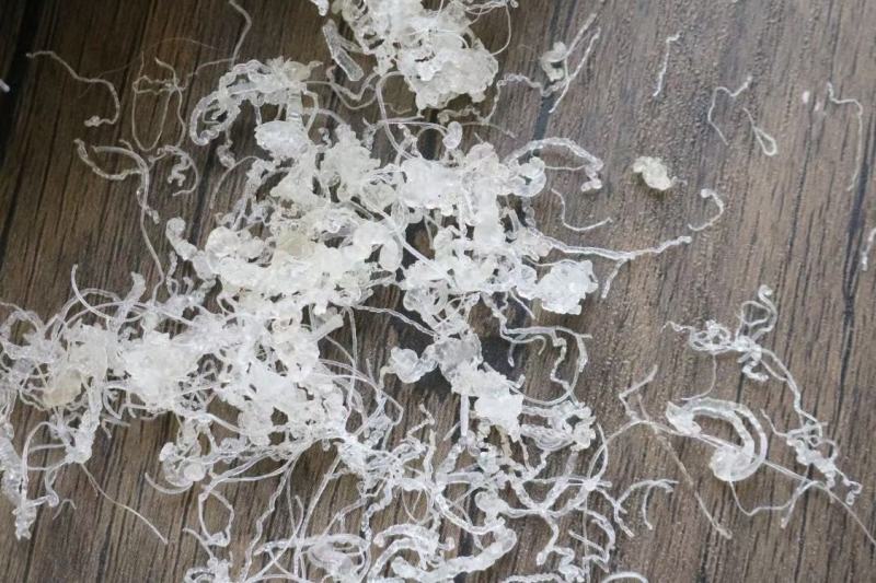广州人龙须雪燕