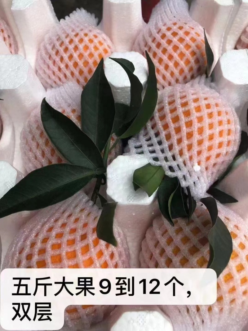 爱媛果冻橙，产地直销，支持一件代发。欢迎合作。