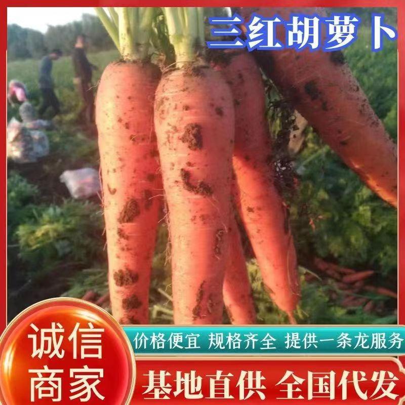 安徽萧县大棚胡萝卜，胡萝卜，电商平台，批发档口，加工厂