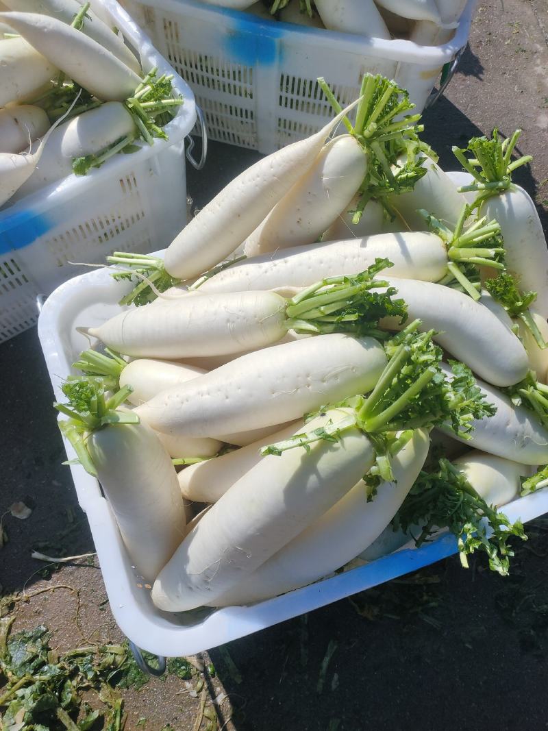 精品萝卜上市