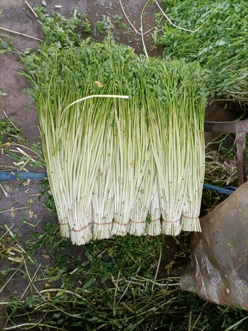精品水芹菜