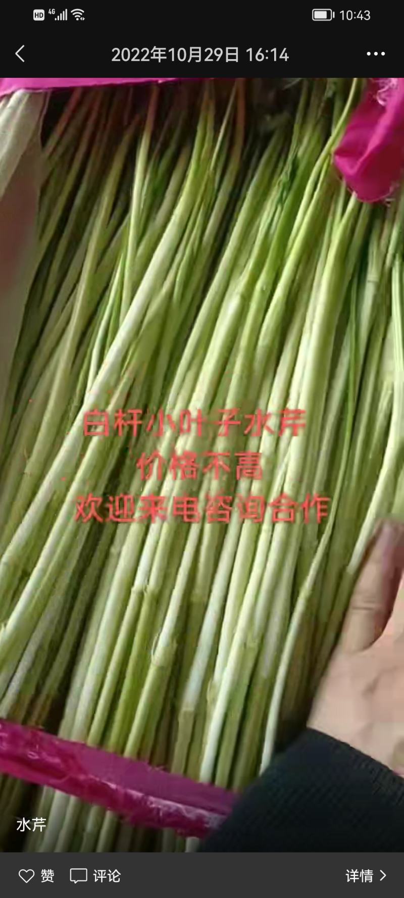 精品水芹菜