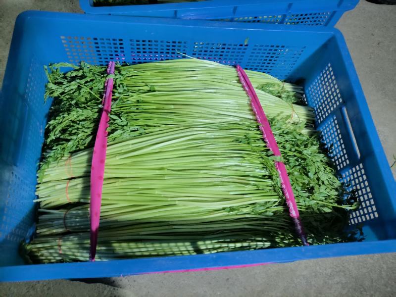 精品水芹菜