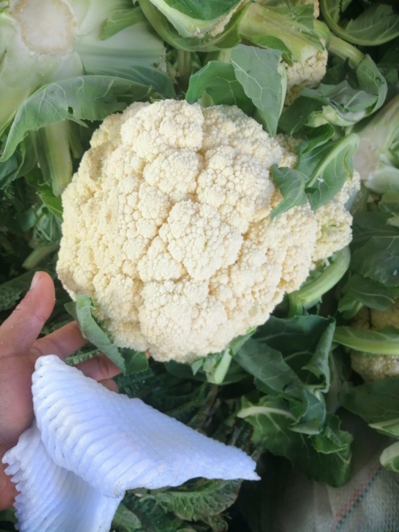本地有机花菜个头1到2斤左右花型好价格美丽一手货源