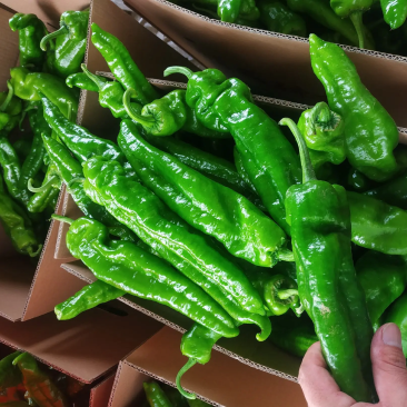 夏邑精品鲜辣椒，301辣椒河南产地直发全国