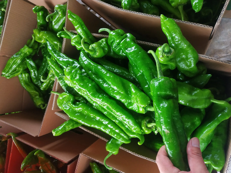 夏邑精品鲜辣椒，301辣椒河南产地直发全国