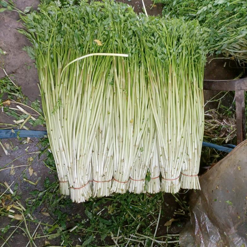 精品水芹菜