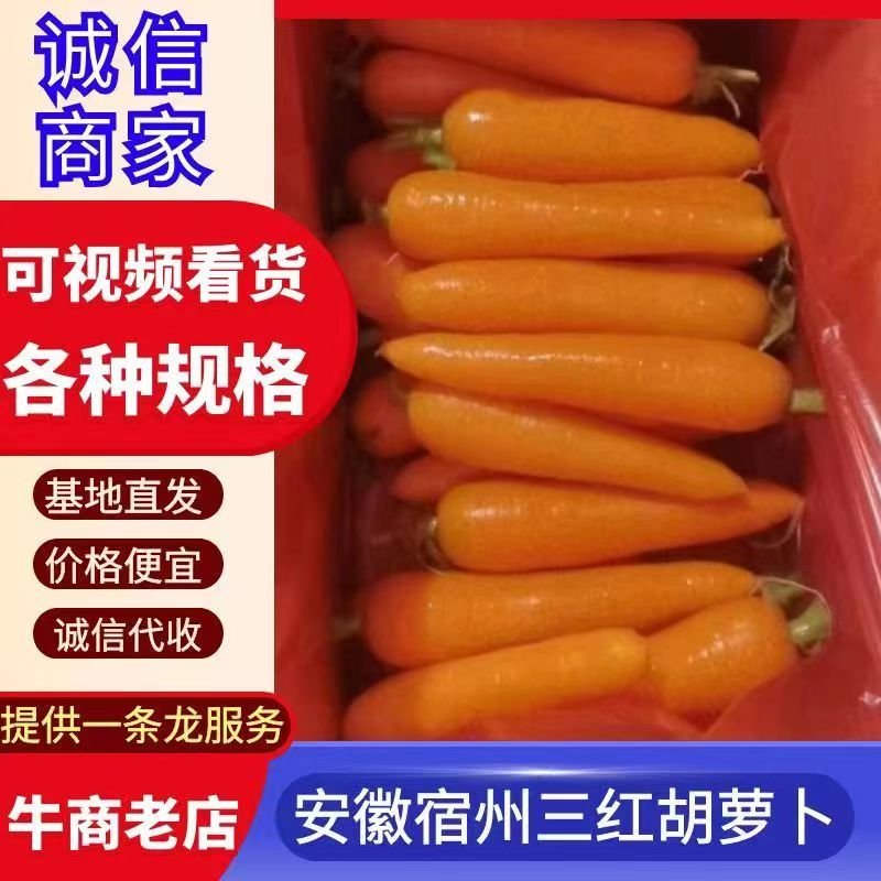 安徽省宿州市萧县春胡萝卜，基地直供，批发档口，电商平台，
