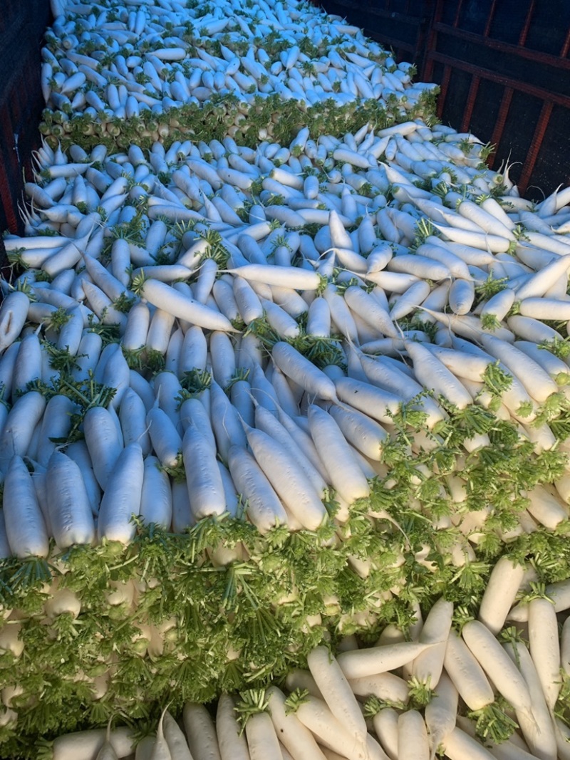 精品白萝卜