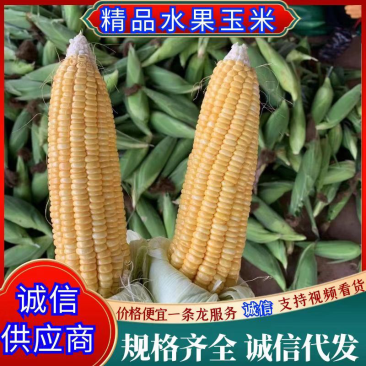 广东精品水果玉米颗粒饱满无虫皮绿基地直供货源充足