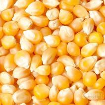 大量供应贵州威宁黄玉米粒，出售养殖场，酒厂，等等。