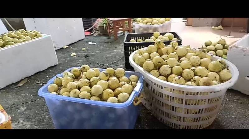 钦蜜9号百香果