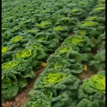 精品塔菜