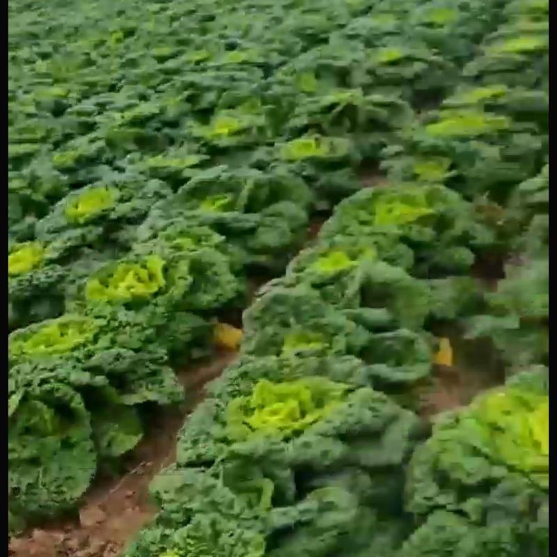 精品塔菜