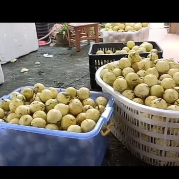 钦蜜9号百香果