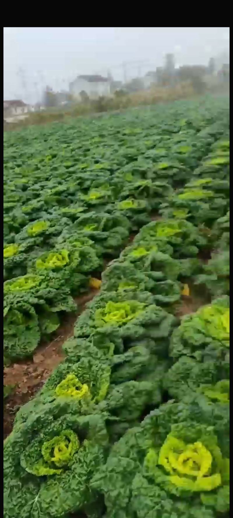 精品塔菜