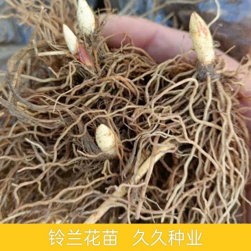【四季开花】带芽铃兰花根浓香型铃兰盆栽阳台室内花卉耐寒