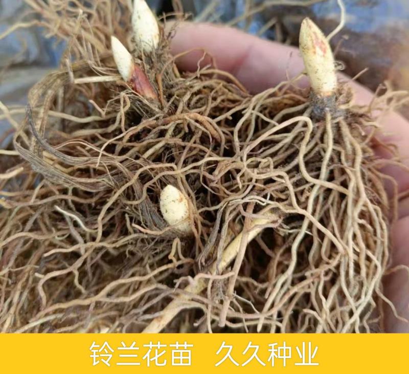 【四季开花】带芽铃兰花根浓香型铃兰盆栽阳台室内花卉耐寒