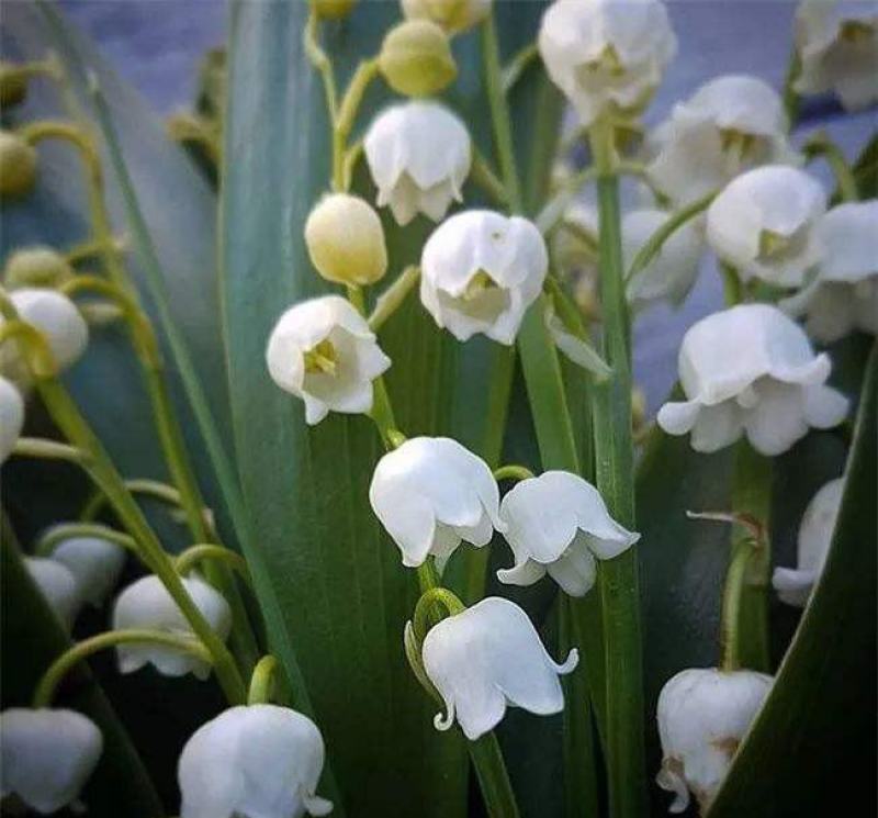 【四季开花】带芽铃兰花根浓香型铃兰盆栽阳台室内花卉耐寒