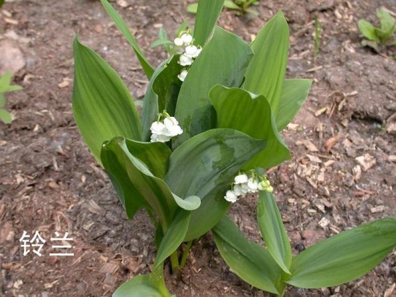 【四季开花】带芽铃兰花根浓香型铃兰盆栽阳台室内花卉耐寒
