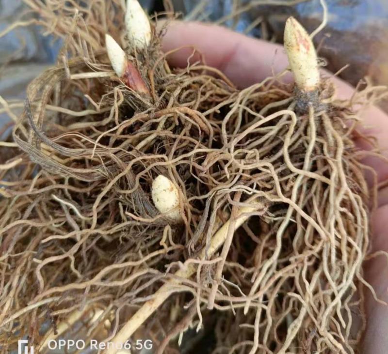 【四季开花】带芽铃兰花根浓香型铃兰盆栽阳台室内花卉耐寒