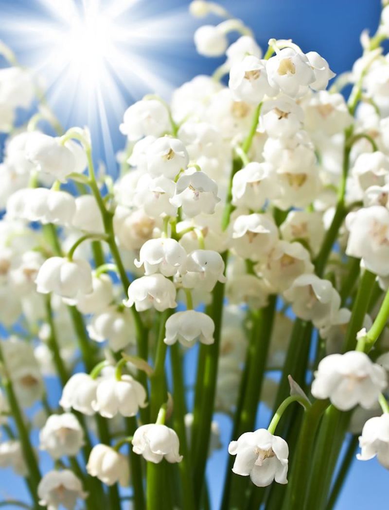 【四季开花】带芽铃兰花根浓香型铃兰盆栽阳台室内花卉耐寒