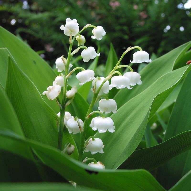 【四季开花】带芽铃兰花根浓香型铃兰盆栽阳台室内花卉耐寒