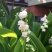 【四季开花】带芽铃兰花根浓香型铃兰盆栽阳台室内花卉耐寒