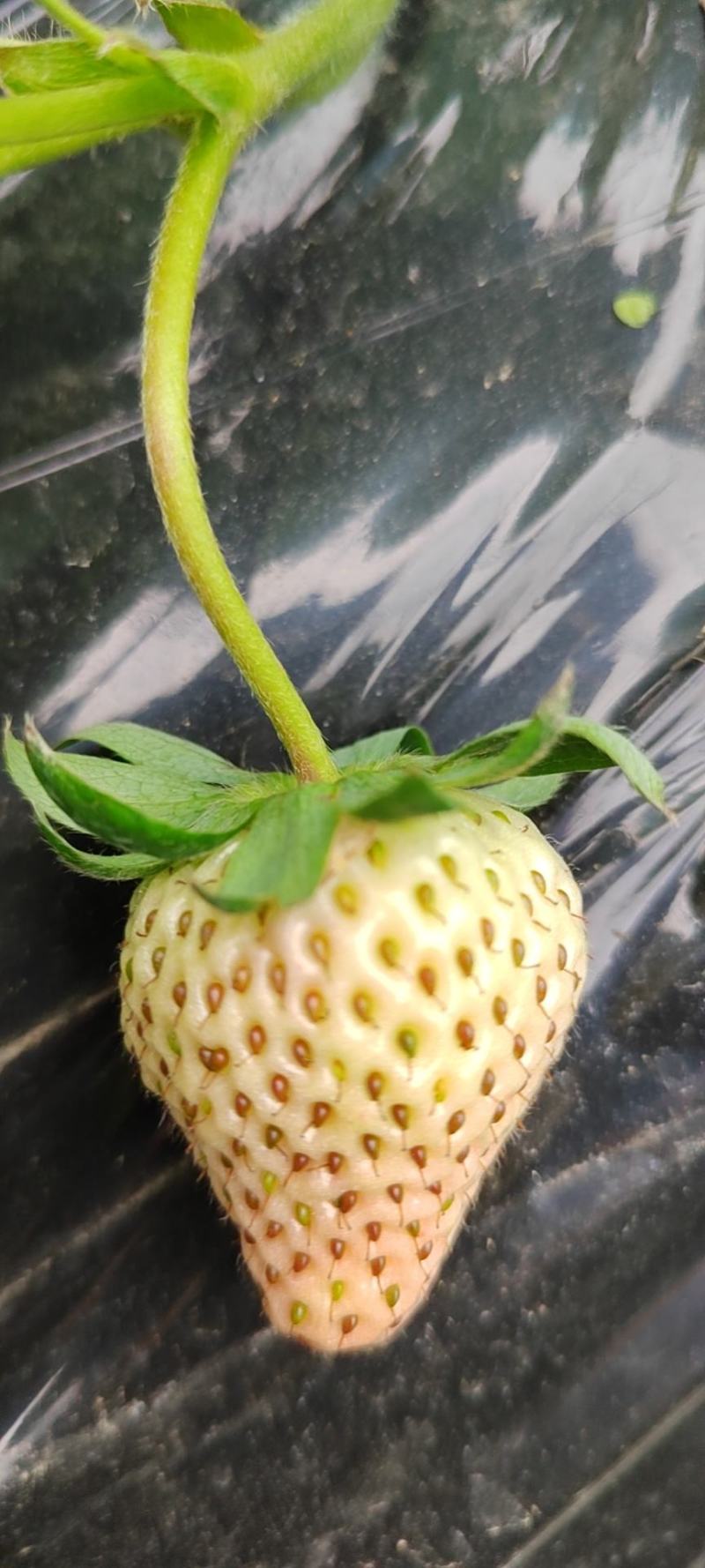 红颜草莓一手货源量大从优