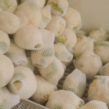 兰州精品散花大量有货，价格一毛，价格一毛，，，