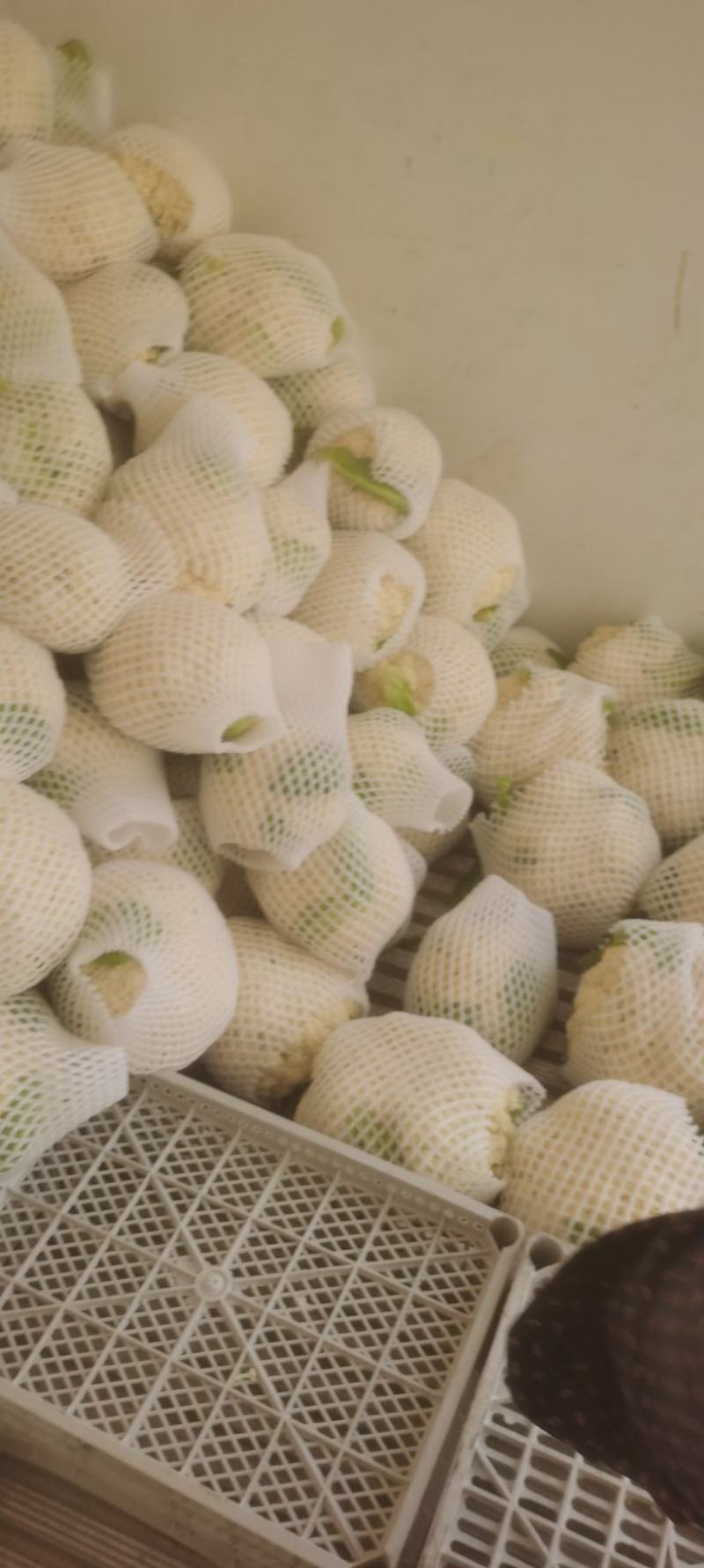 兰州精品散花大量有货，价格一毛，价格一毛，，，