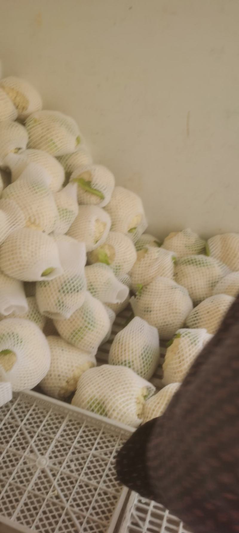 兰州精品散花大量有货，价格一毛，价格一毛，，，