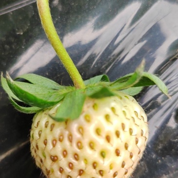 红颜草莓一手货源量大从优