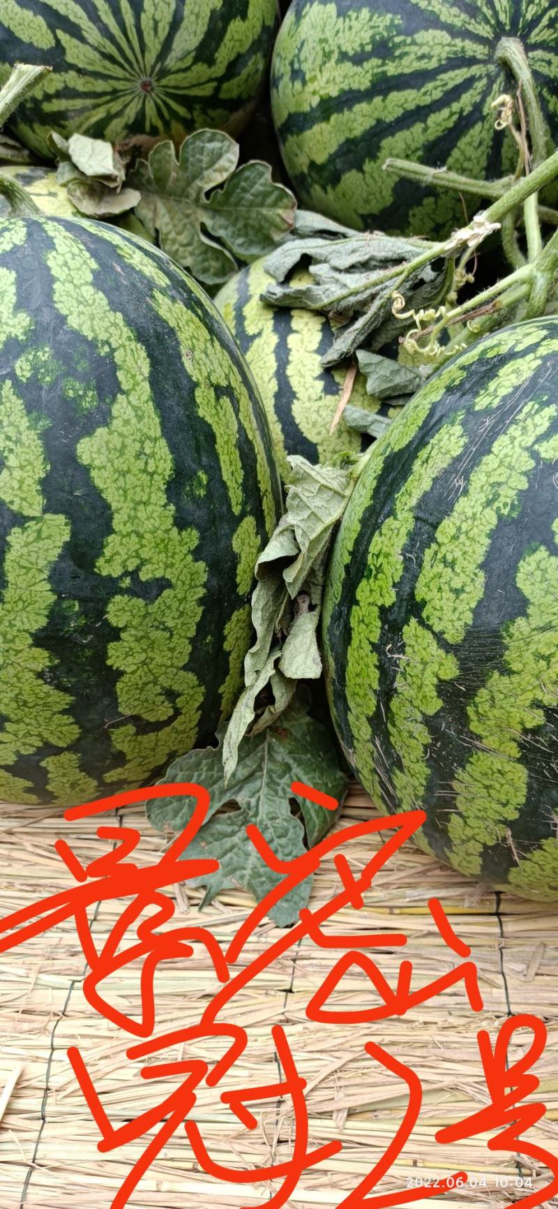 大籽甜王景密冠2号中早熟抗病含糖14度200粒5袋包邮