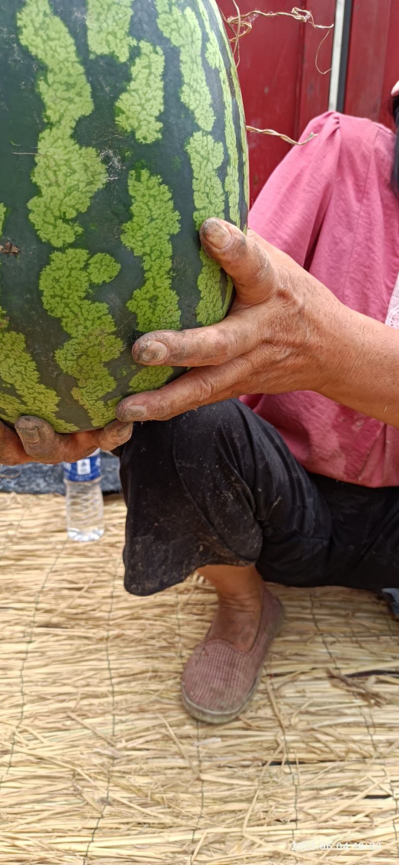大籽甜王景密冠2号中早熟抗病含糖14度200粒5袋包邮