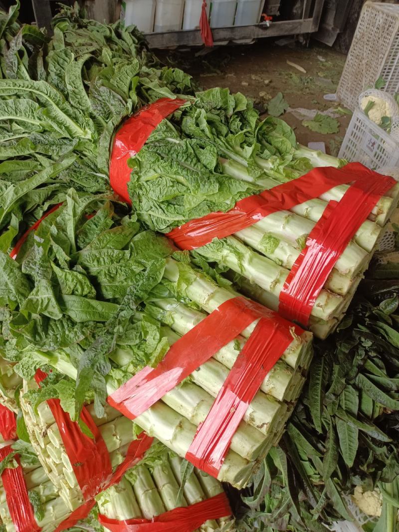 精品莴笋，莴苣，红尖叶莴笋产地直销，货源充足，保质保量