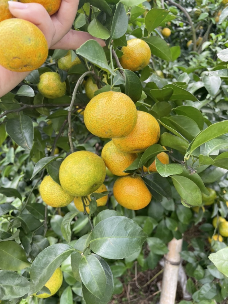 广东皇帝柑熟果水份多清甜，电商货市场货大量供应甜度超标化渣