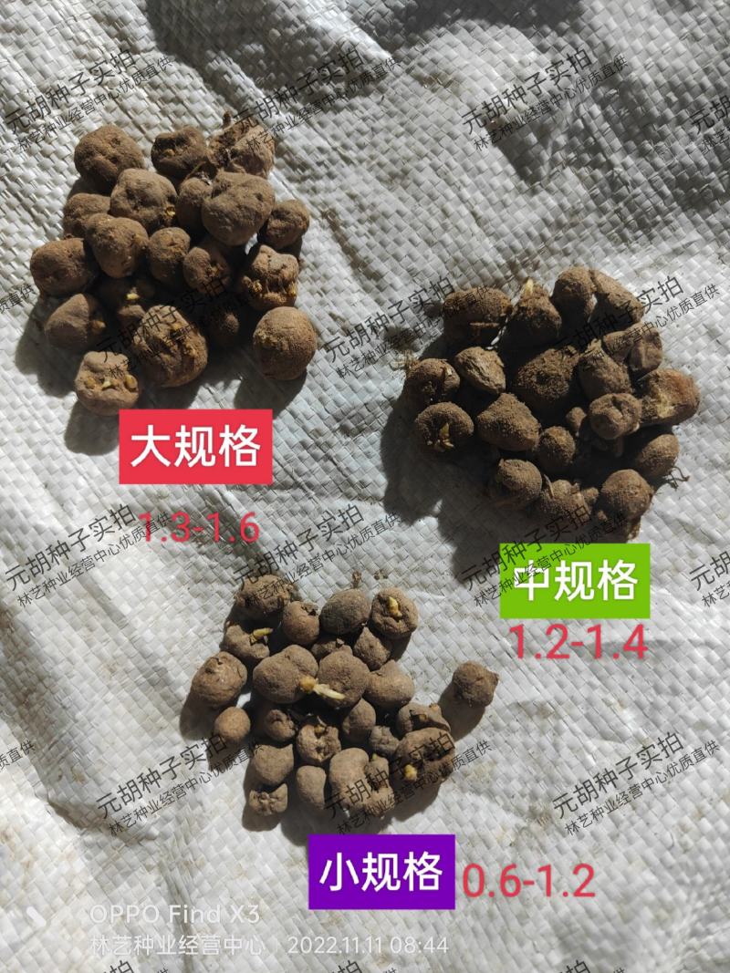 元胡芽元胡种子元胡籽药材种苗中药材种植