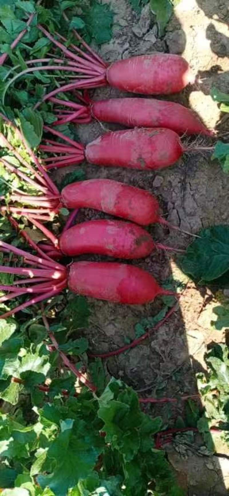 辣萝卜(红、青皮)，水果萝卜，大量供应，支持各种包装