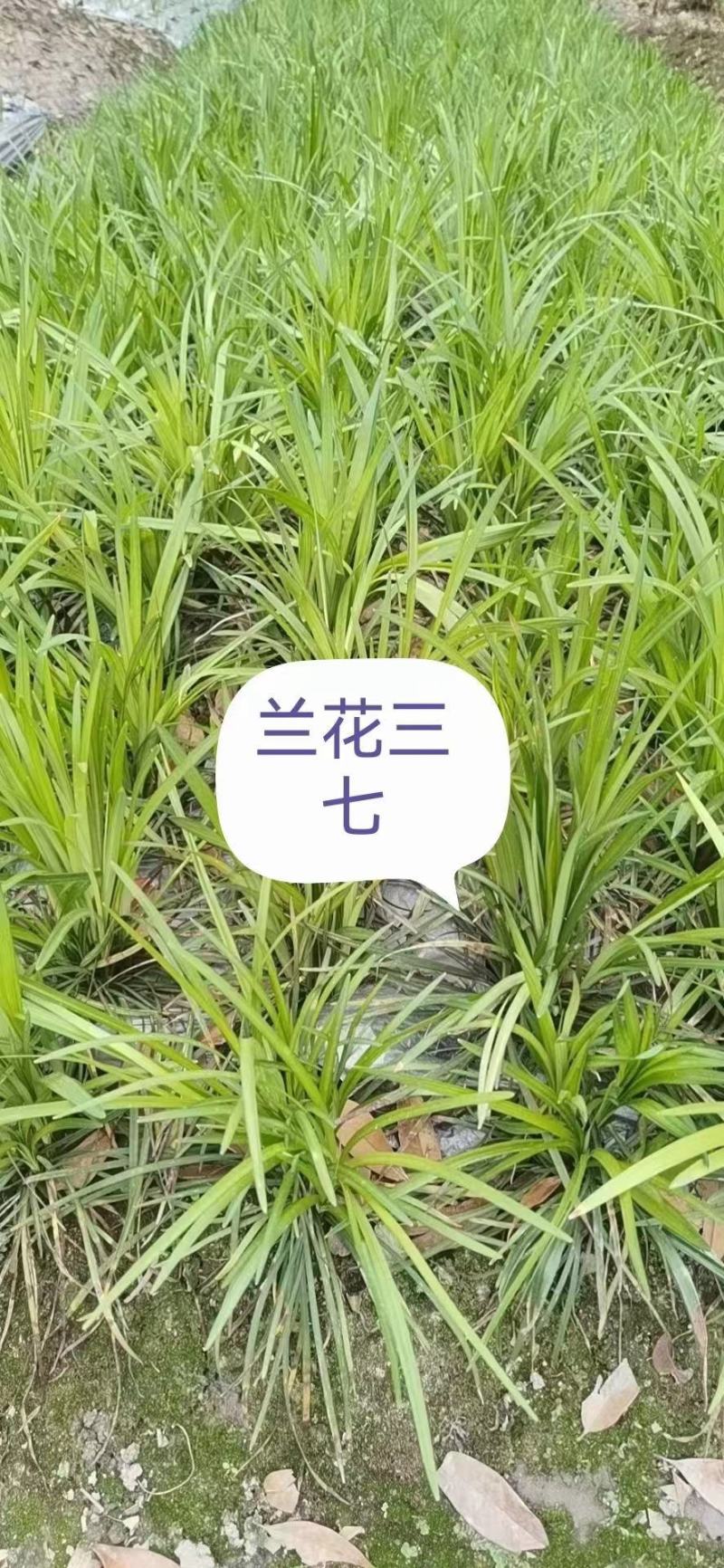 阔叶麦冬细叶麦冬兰花三七种子四季常绿，保证出芽