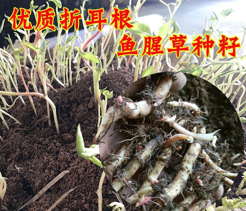 新鲜鱼腥草种苗野生折耳根种根种苗新鲜盆栽种四季种苗