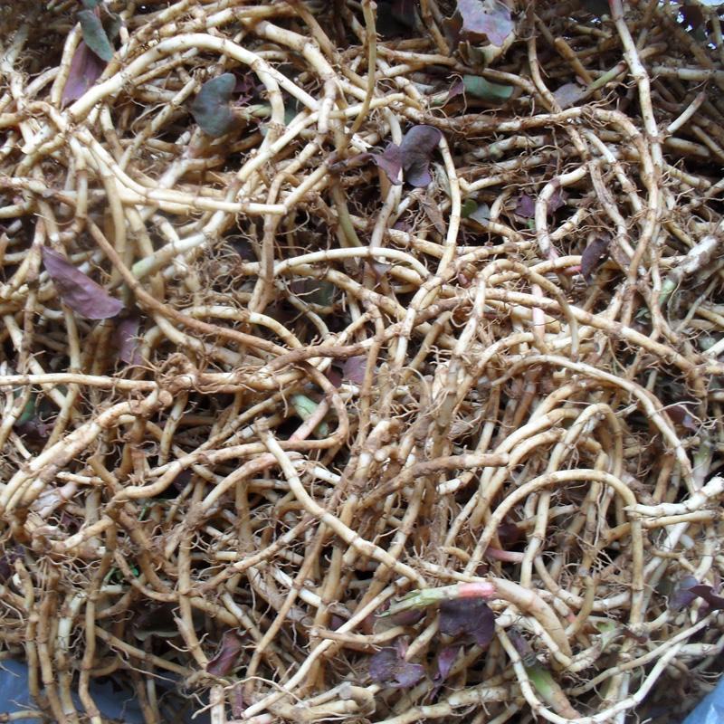 新鲜鱼腥草种苗野生折耳根种根种苗新鲜盆栽种四季种苗
