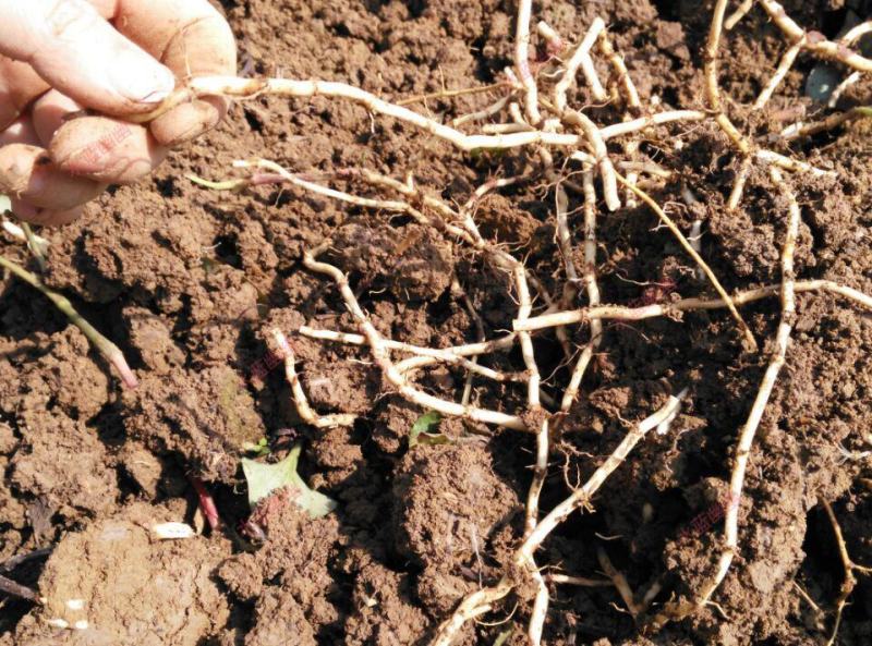 新鲜鱼腥草种苗野生折耳根种根种苗新鲜盆栽种四季种苗