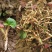 新鲜鱼腥草种苗野生折耳根种根种苗新鲜盆栽种四季种苗