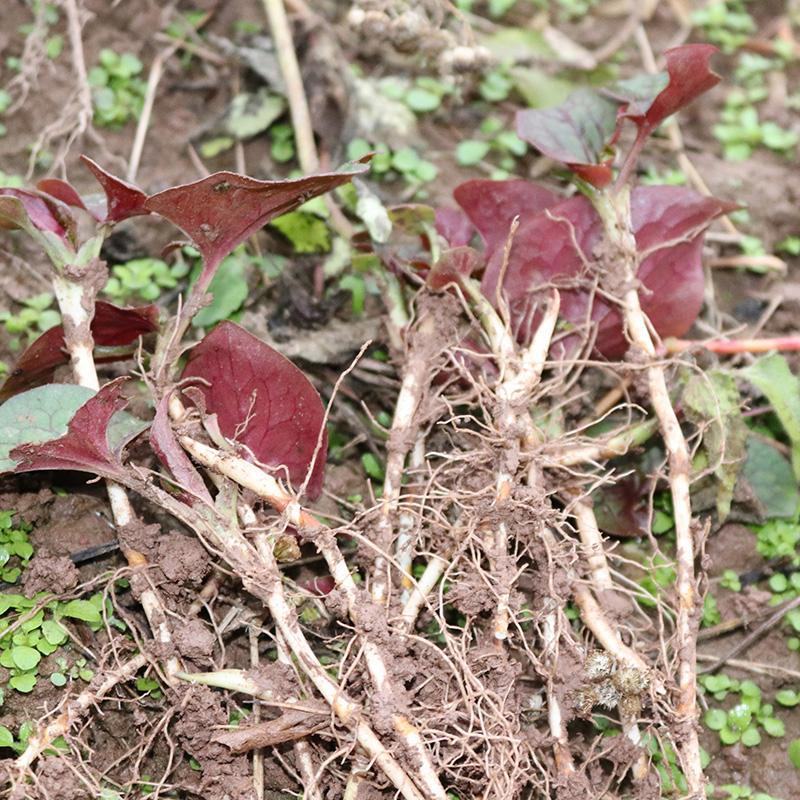 新鲜鱼腥草种苗野生折耳根种根种苗新鲜盆栽种四季种苗