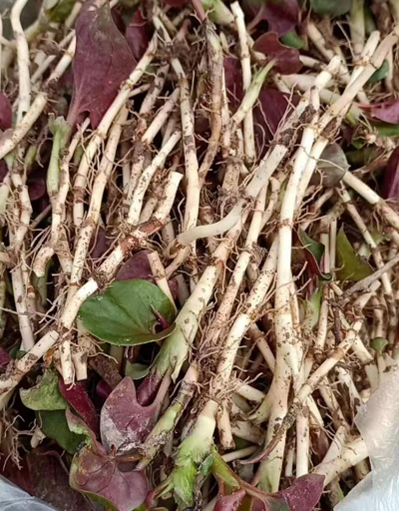新鲜鱼腥草种苗野生折耳根种根种苗新鲜盆栽种四季种苗