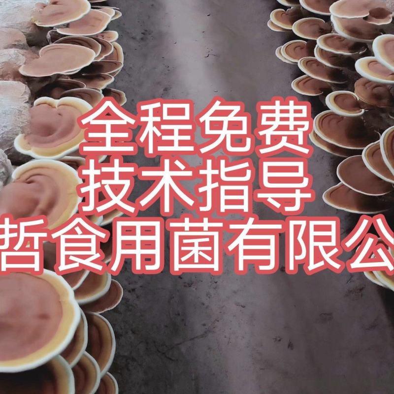 灵芝菌种鹿茸菌菌包包技术指导出芝率高支持定做