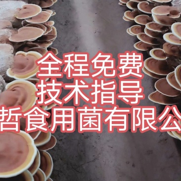 灵芝菌棒,鹿茸菌菌包基地养殖技术指导,出芝产量高回报快