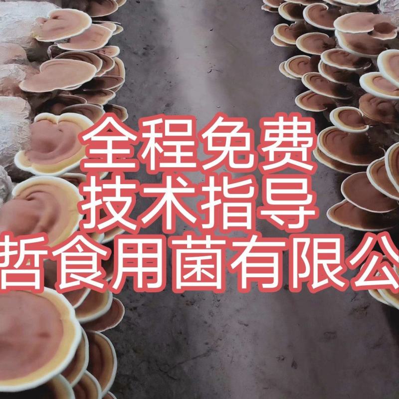 灵芝菌棒,鹿茸菌菌包基地养殖技术指导,出芝产量高回报快