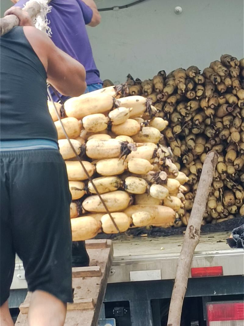 精品莲藕，现在大量上市现货现发，支持线上看货，品质保证